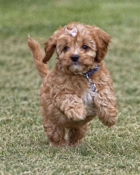 Cavapoo Dog Breed Facts & Information 